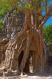 Banyan Tree - Ta Phrom, Angkor, Cambodia